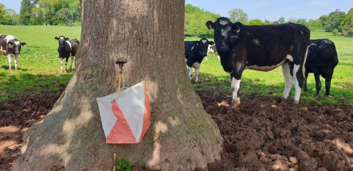 Defending control flag from very inquisitive cattle